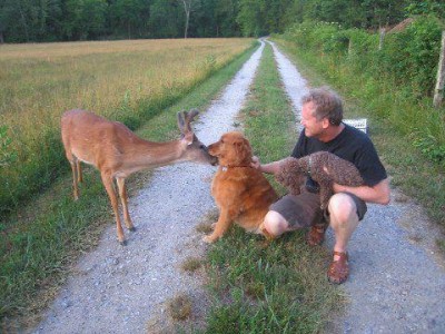 Deer and Dogs.jpg