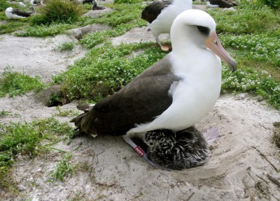 albatross.jpeg