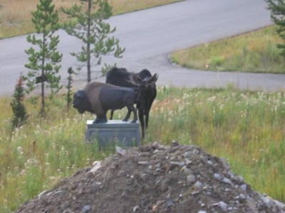 moo.jpg